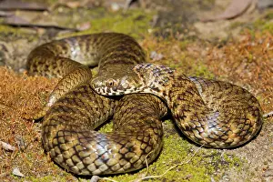 Thermoregulating: De Vis Banded Snake