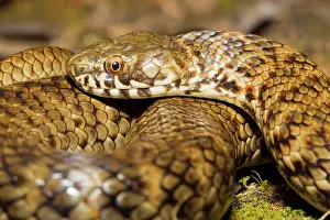 Thermoregulating: De Vis Banded Snake