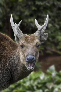 Philippine: Visayan spotted deer, Visayan deer, Philippine spotted