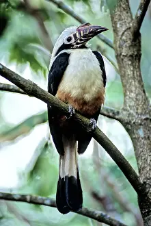 Visayan: Visayan Tarictic Hornbill