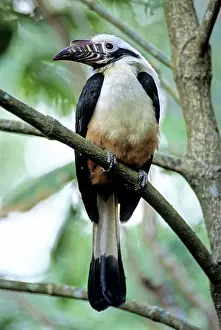 Visayan: Visayan Tarictic Hornbill