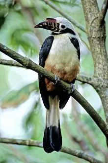 Visayan: Visayan Tarictic Hornbill