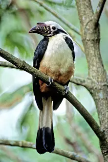 Visayan: Visayan Tarictic Hornbill
