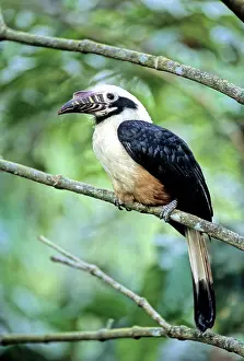 Visayan: Visayan Tarictic Hornbill