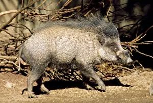 Visayan: Visayan Warty Pig - male
