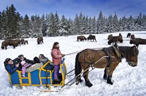 Tourisms: Visit by carriage of the European bison Reserve France