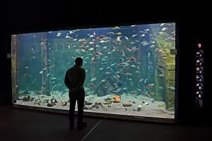Hobby: Visitor looks into huge aquarium at Ozeaneum, Hanseatic