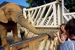 Visitors: Visitors feeding African Elephant at Colchester ZOO