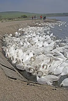 Numbers: Visitors watch large numbers of mute swans, Cygnus