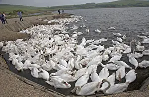 Numbers: Visitors watch large numbers of mute swans, Cygnus
