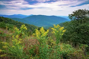Vista: Vista with goldenrod, Shenandoah, Blue Ridge Parkway