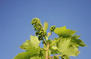 Vinifera: Grape