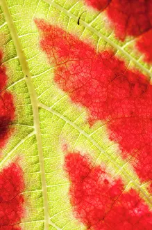 Vinifera: Vitis vinifera Queen of Esther