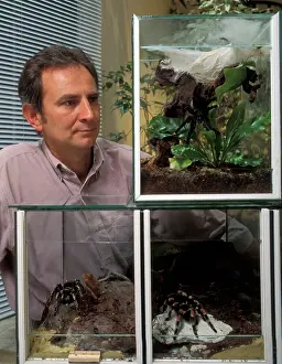 Tarantulas: Vivarium / Terrariums - Man observing Tarantula