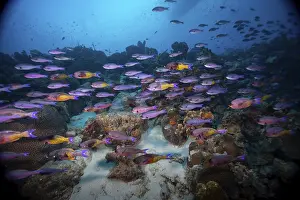 Ship: A vivid underwater scene with a school of purple fish swimming around a coral reef