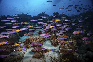 Ship: A vivid underwater scene with a school of purple fish swimming around a coral reef