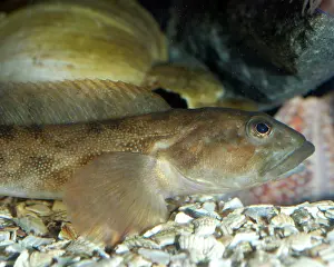 Viviparous: Viviparous Blenny Fish - cool coastal waters