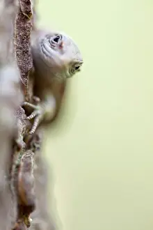 Bossen: Viviparous lizard