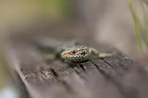 Lacerta: Viviparous lizard