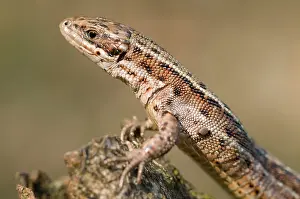 Lacerta: Viviparous lizard