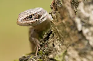 Lacerta: Viviparous lizard