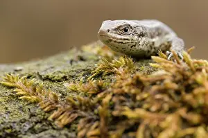Lacerta: Viviparous lizard