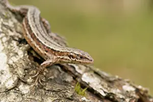 Lacerta: Viviparous lizard