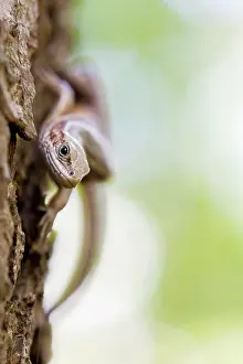 Bossen: Viviparous lizard