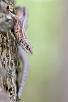 Bossen: Viviparous lizard