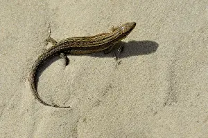Terschelling: Viviparous Lizard or Common Lizard (Zootoca viv
