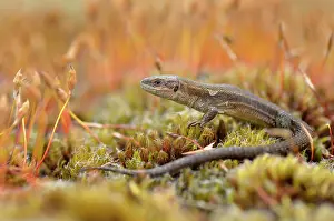 Dortmund: Viviparous Lizard or Common Lizard (Zootoca vivipara)