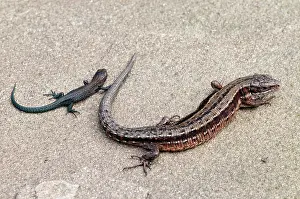 Lacerta: Viviparous Lizard - with young - resting on stone