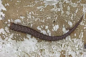 Westphalian: Viviparous lizard (Zootoca vivipara, Lacerta vivipara)