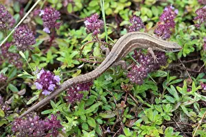 Viviparous: Viviparous Lizard (Zootoca vivipara carniolica)
