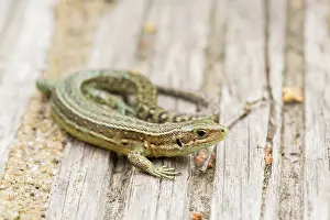 Lacerta: Viviparous Lizard (Zootoca vivipara) resting on