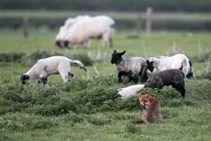 Sping: Vixen with sheep in a meadow at sping GB
