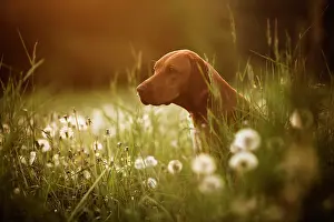 Dandelions: Vizsla dog sits among dandelions in a meadow, Germany