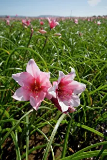 Temporary: Vlei Lily - occur in temporary pools in grassland