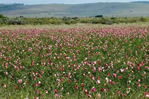 Temporary: Vlei Lily - view with hills, occur in temporary
