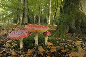 Amanita: vliegenzwam