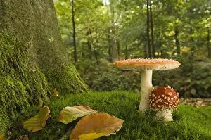 Amanita: Vliegenzwam