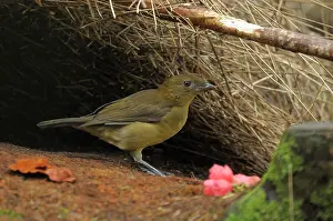 Bowerbird: Vogelkop Bowerbird