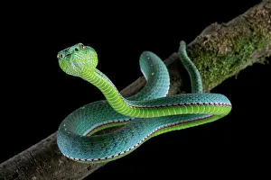 Trimeresurus: Vogel's Pit Viper (Trimeresurus vogeli)