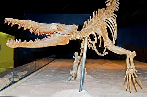 Million: Vogtle Whale Skeleton