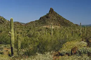 Intrusive: Volcanic Plug, Sonoran Desert
