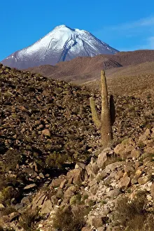 Atacama: Volcano - with cactus Atacama - Chile