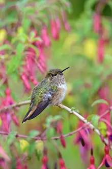Selasphorus: Volcano Hummingbird