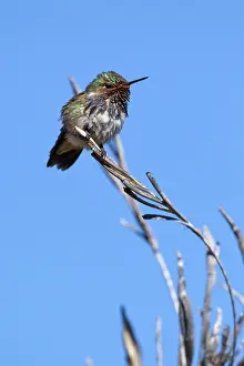 Dota: Volcano Hummingbird (male)