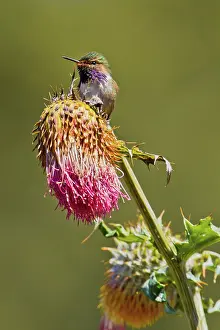 Dota: Volcano Hummingbird (male)