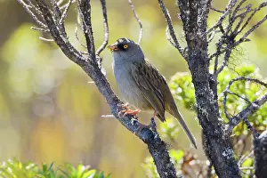 Dota: Volcano Junco